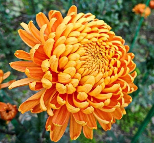 Yellow And flower seeds