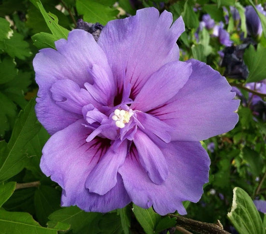 Purple Rainbow flower seeds