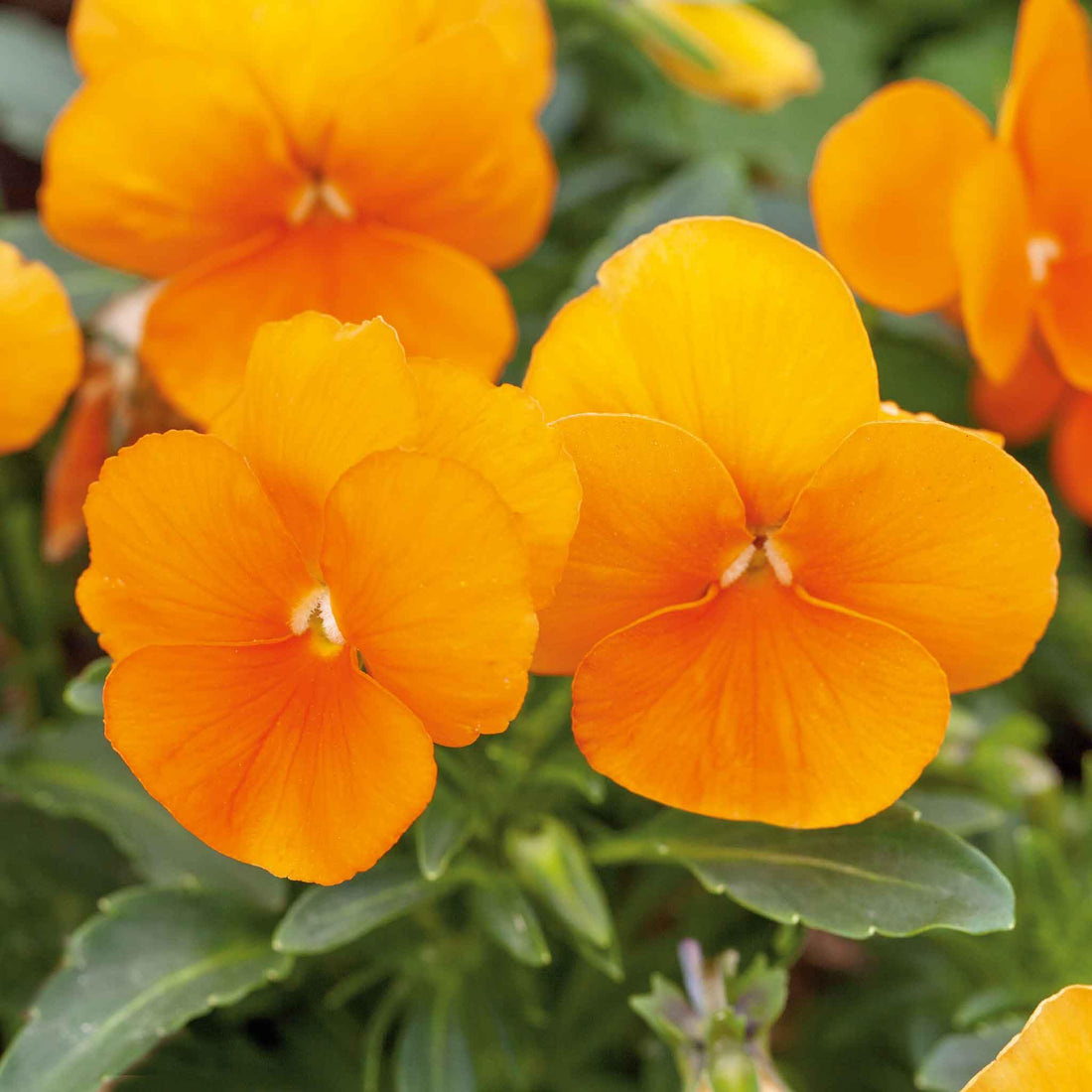 Orange Viola flower seeds