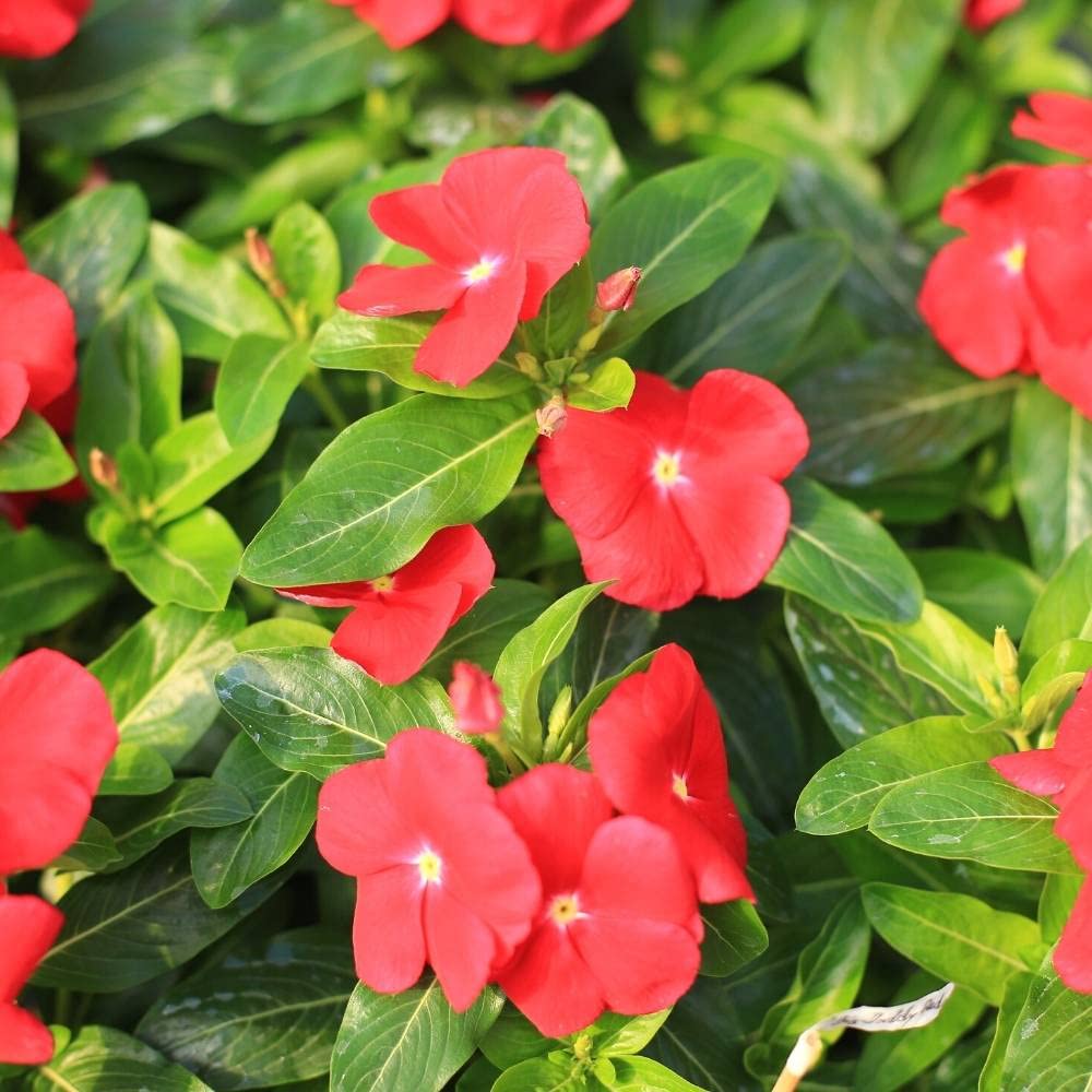 Vinca Catharanthus flower seeds