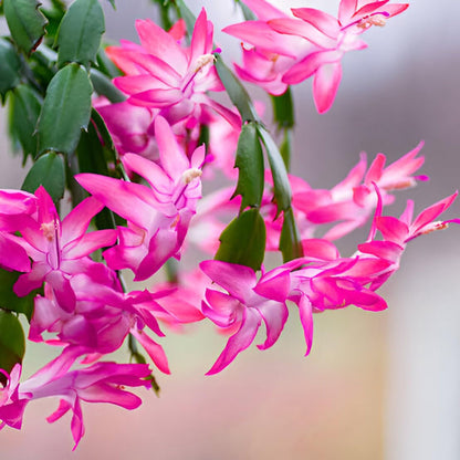 Pink Flagelli Flower Seeds for Planting – Heirloom Non-GMO Garden Seeds