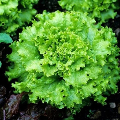 Lettuce Seeds
