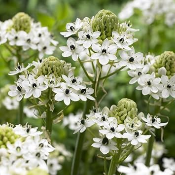 Ornithogalum Saundersiae flower seeds