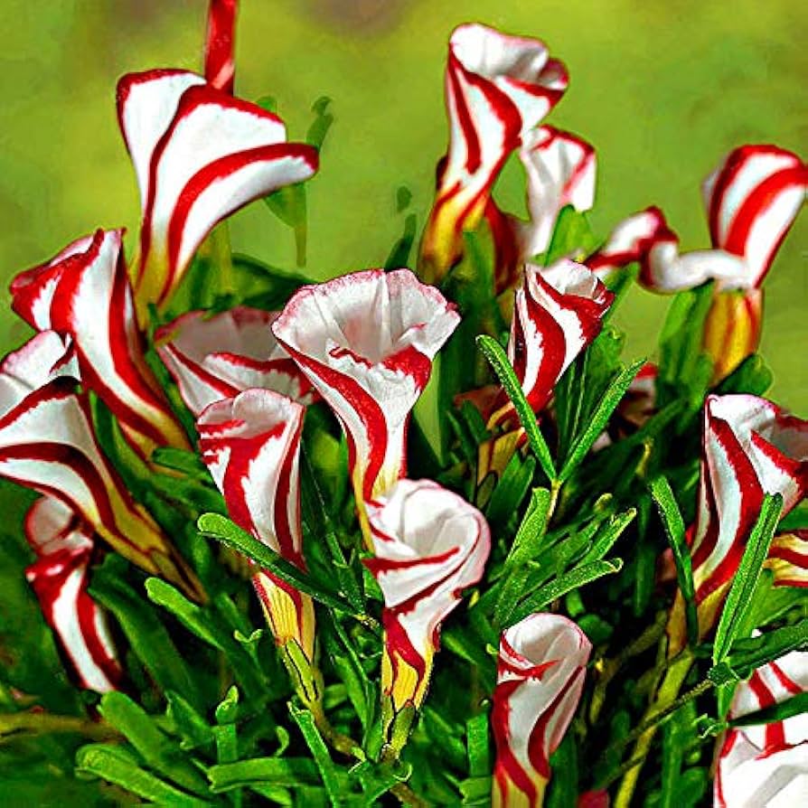 Red White flower seeds