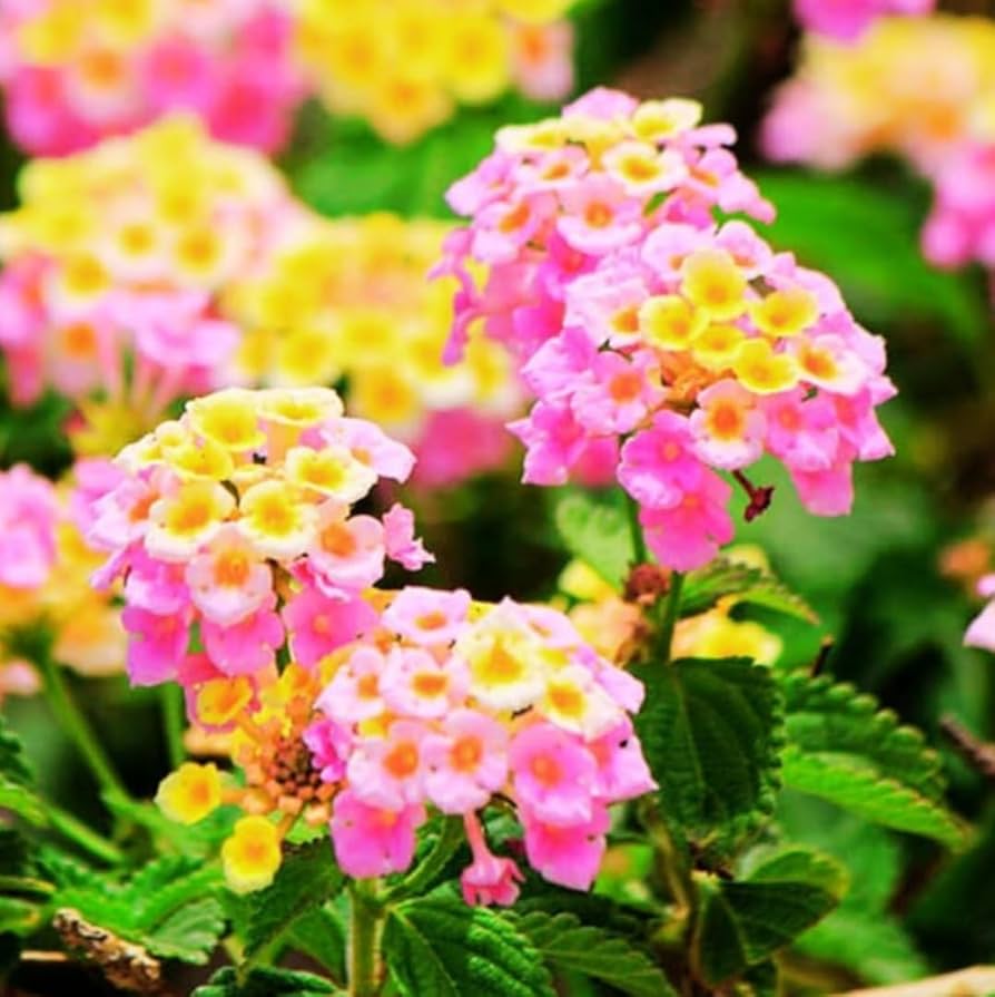Lantana flower seeds