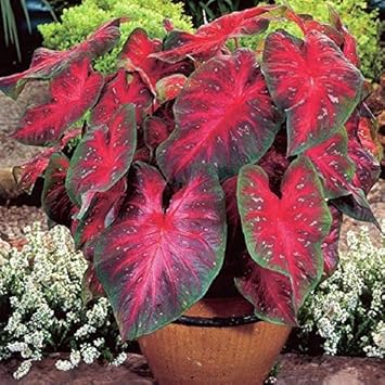 Red Thailand flower seeds