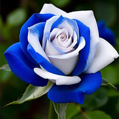 Rose flower seeds