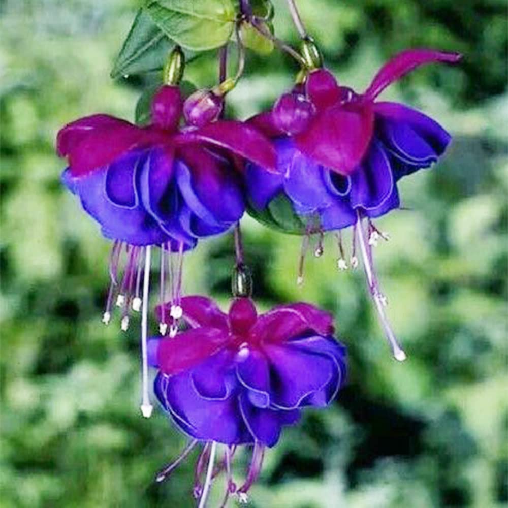Light Blue flower seeds