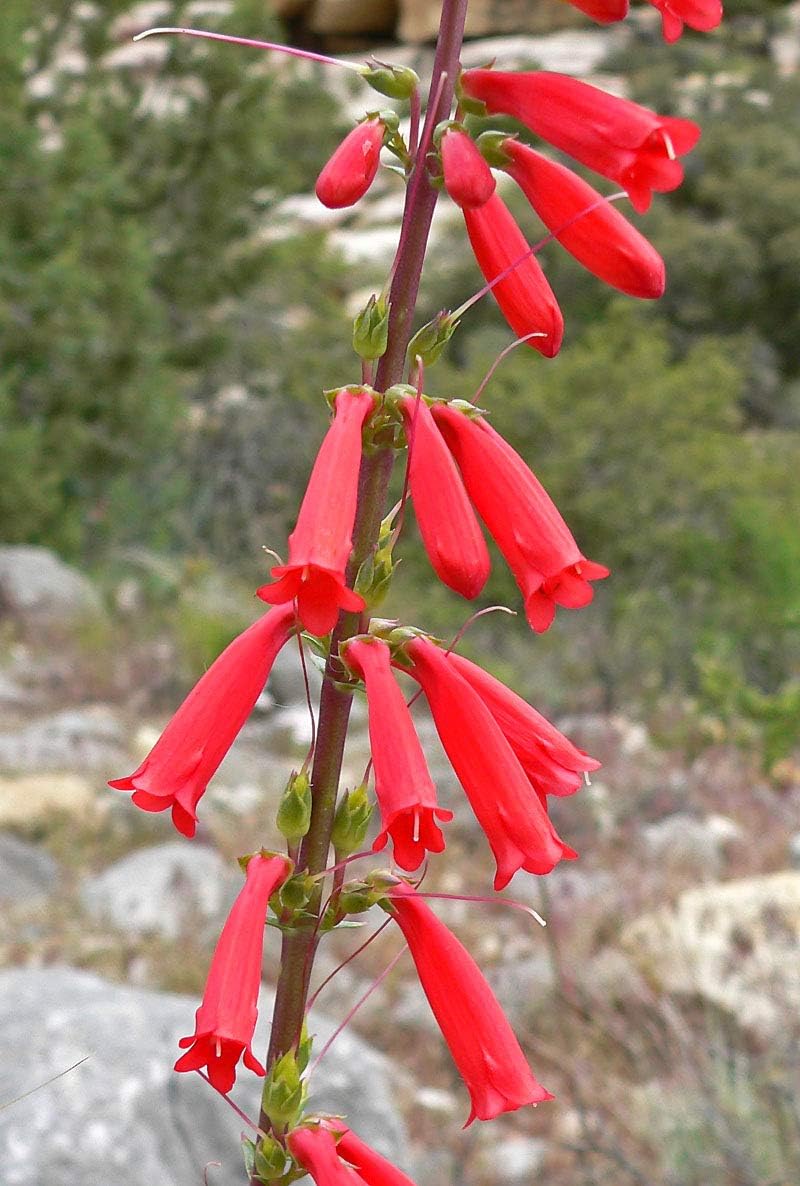 Penstemon Eatonii flower seeds