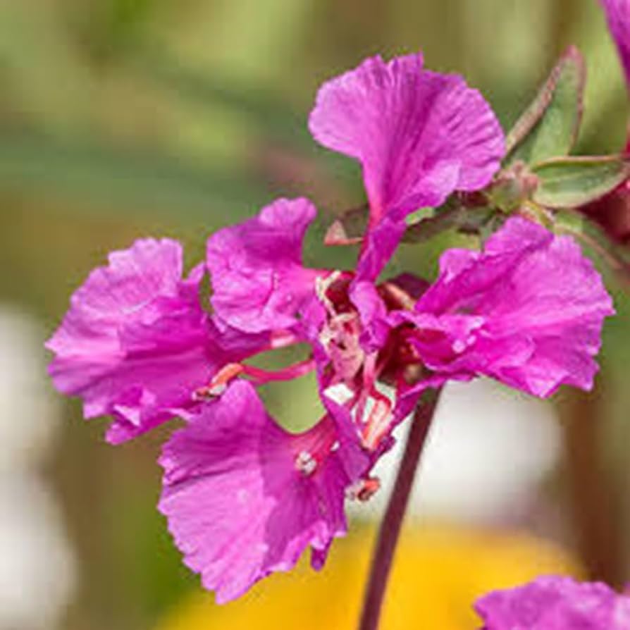 Purple Elegant flower seeds