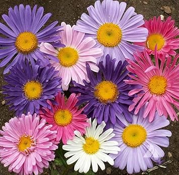China Aster flower seeds