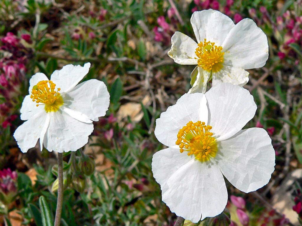 Helianthemum flower seeds