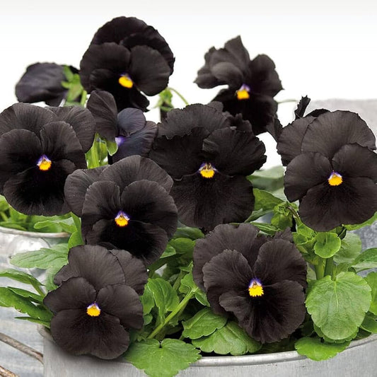Black Pansy flower seeds