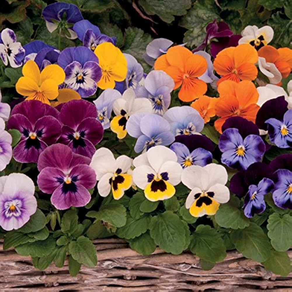 Viola Sorbet flower seeds