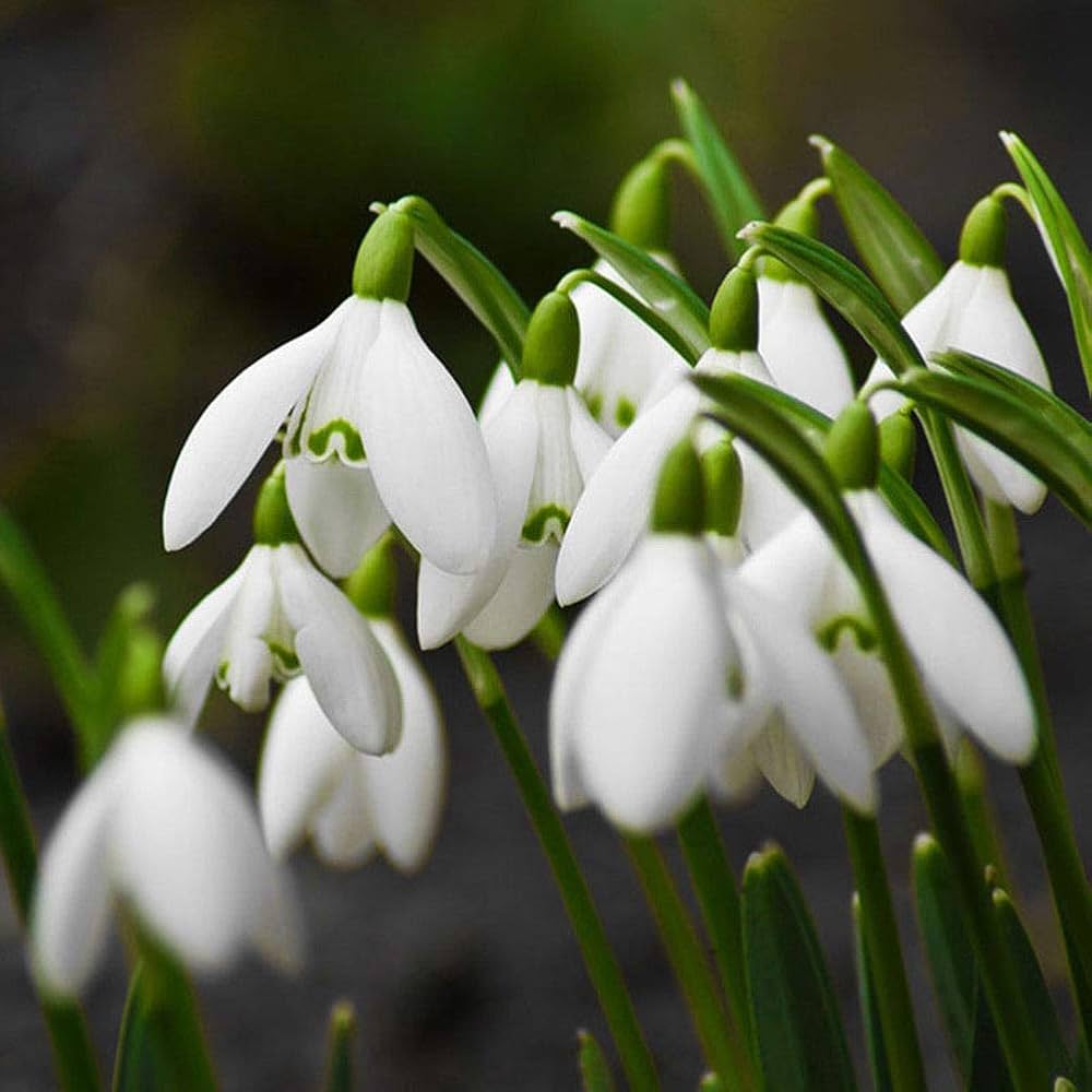 Galanthus Snowdrop flower seeds