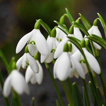 Bulb Snowdrop plant