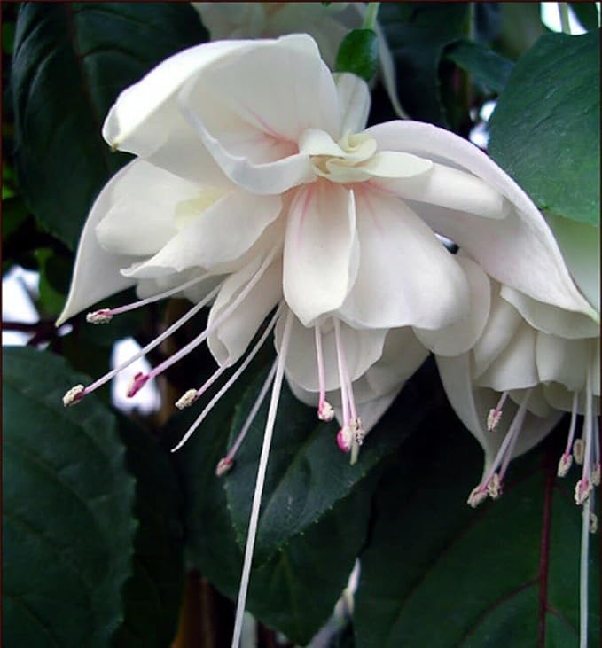 Fuchsia flower seeds
