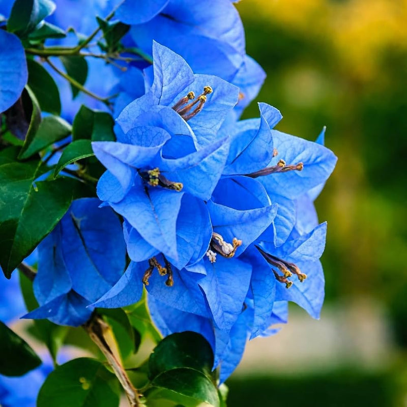 Blue Bougainvillea Flower Seeds for Planting – Heirloom Non-GMO Garden Seeds