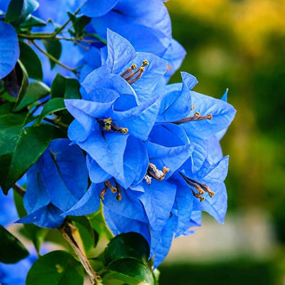 Blue Bougainvillea Flower Seeds for Planting – Heirloom Non-GMO Garden Seeds