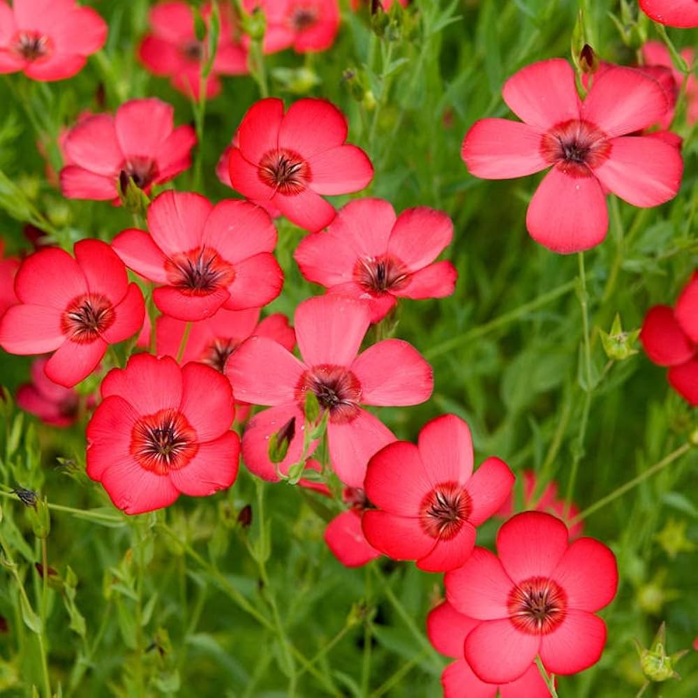 Scarlet Flax flower seeds