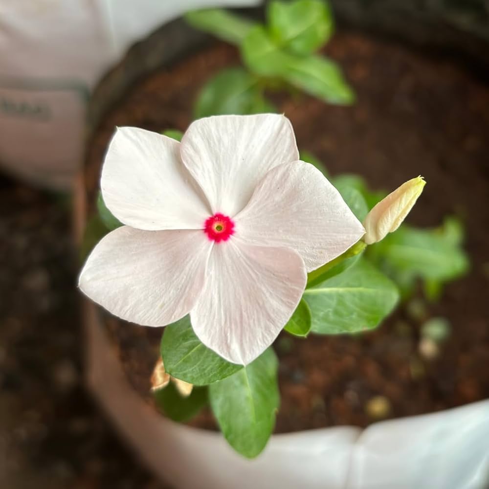 Periwinkle Colorful flower seeds