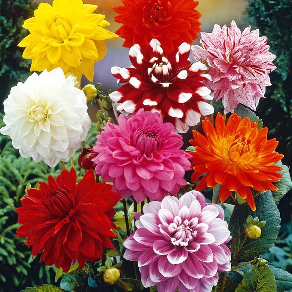 White Dahlia flower seeds