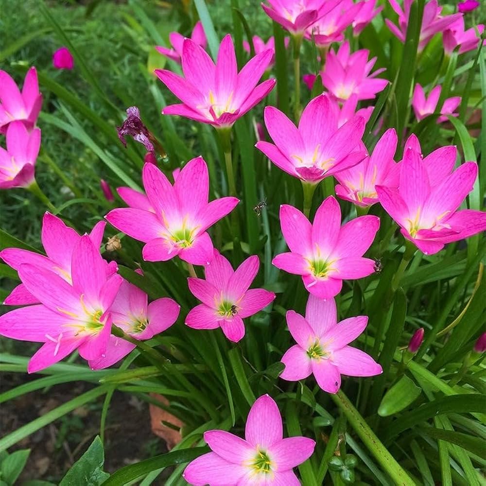 Zephyranthes flower seeds
