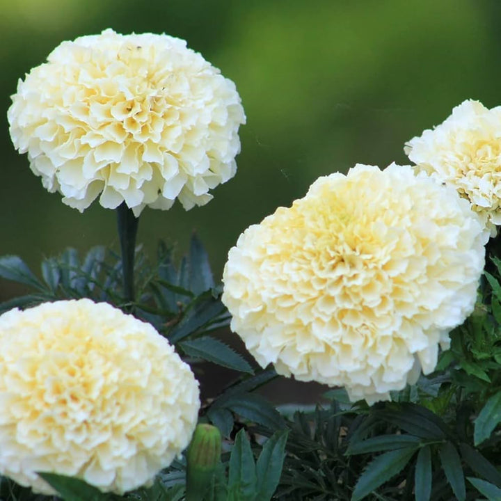Cream Marigold flower seeds
