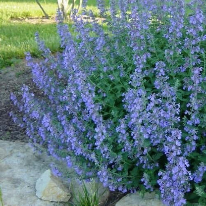 Blue Catmint flower seeds