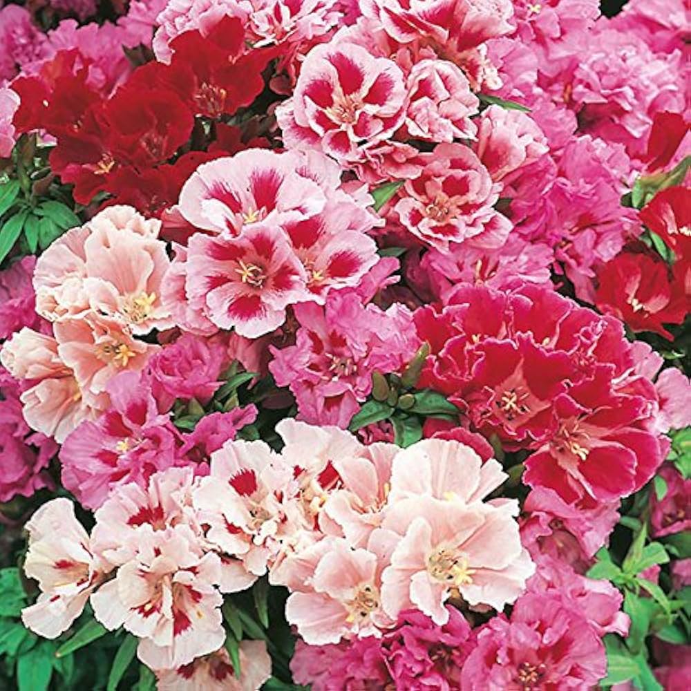 Godetia Grandiflora flower seeds
