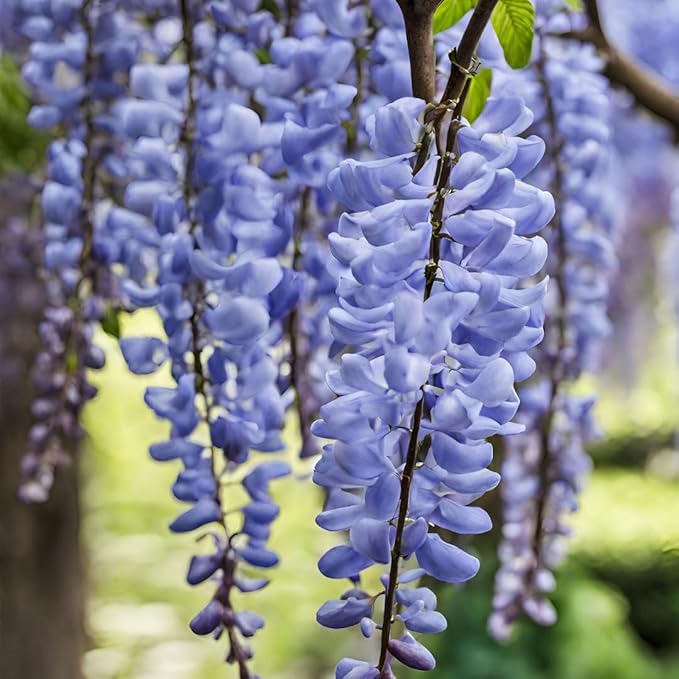 Wisteria flower seeds