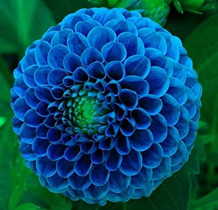 Blue Pompon flower seeds