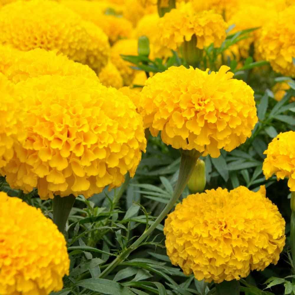 Bright Marigold plant