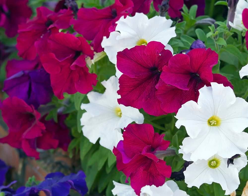 Prism Sundae flower seeds