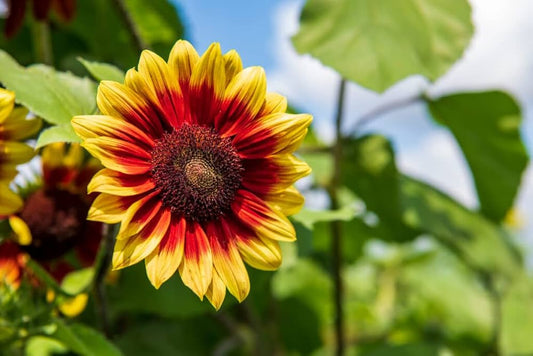 Branching Sunflower flower seeds