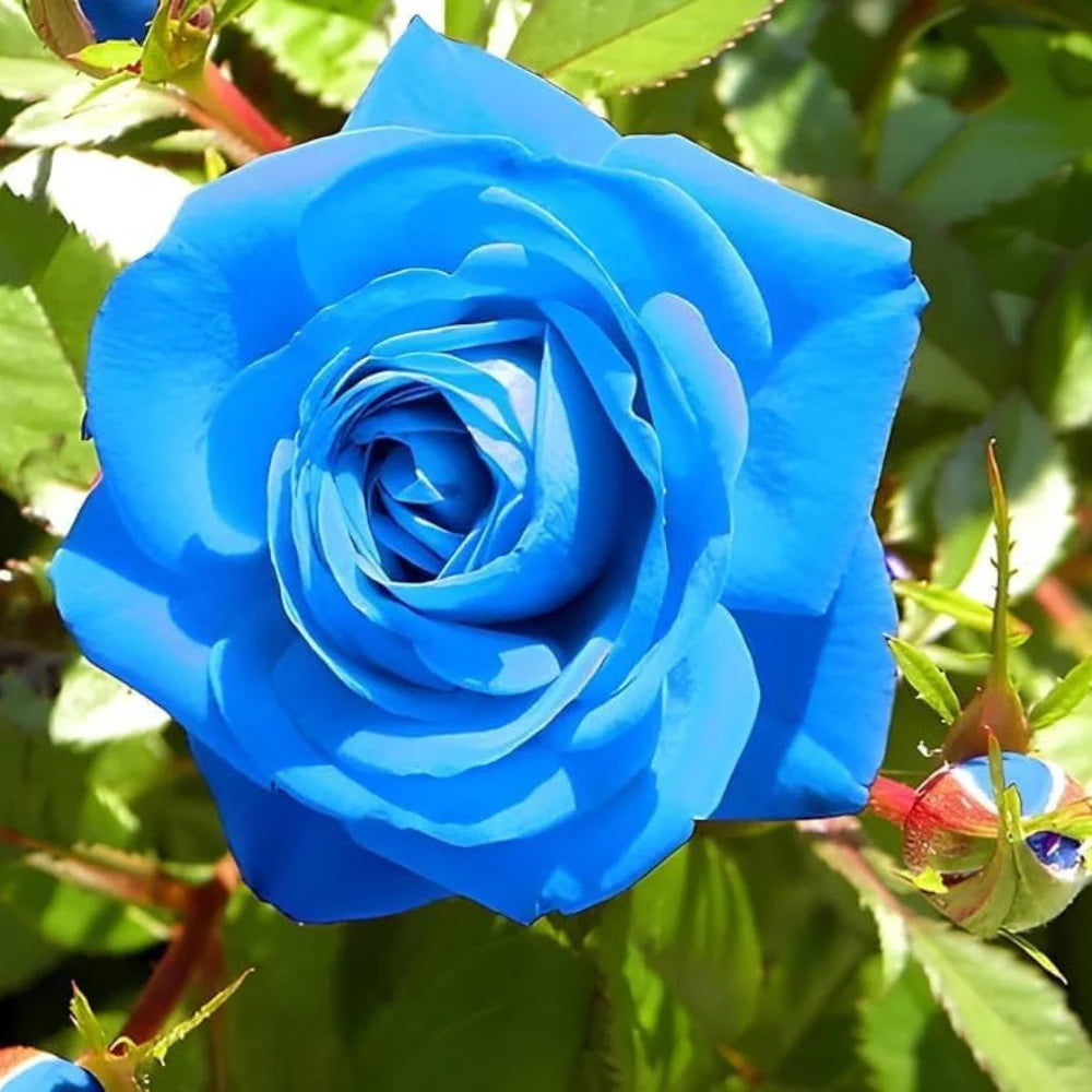 Thai Blue flower seeds