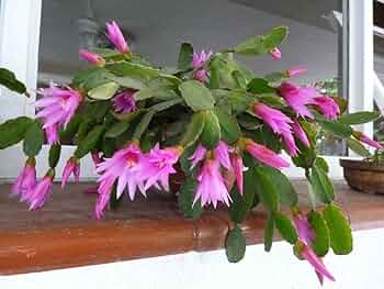 Pink Hatiora flower seeds