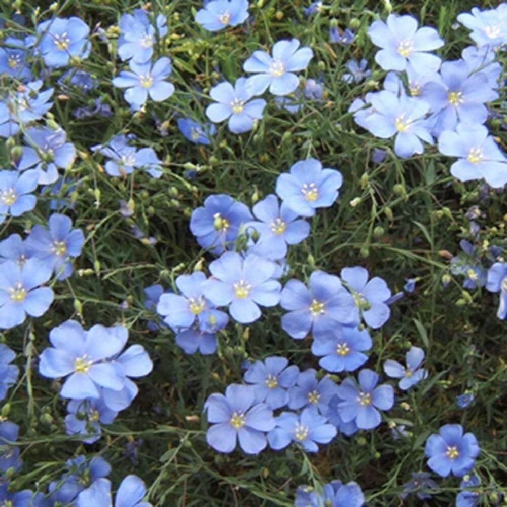Regatta Wildflower Mix plant
