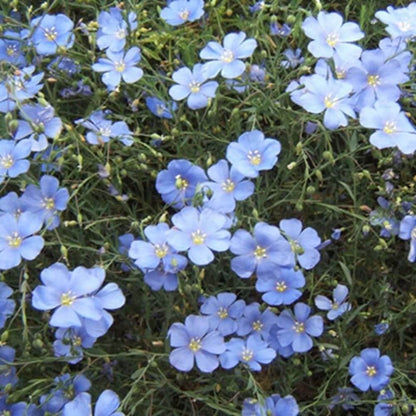 Regatta Wildflower Mix plant