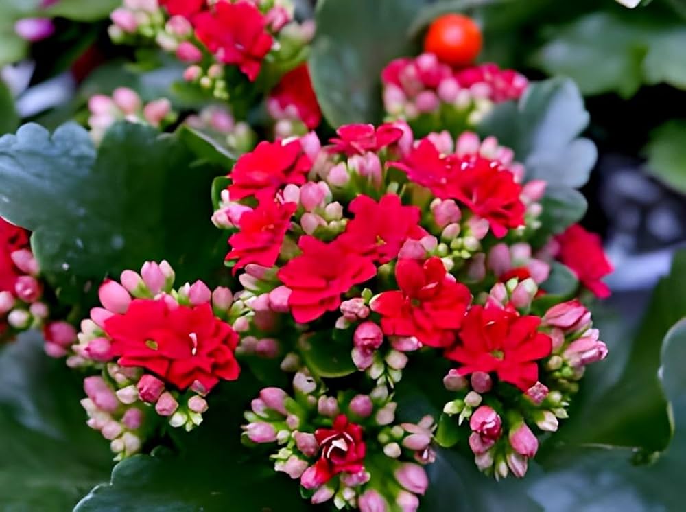 Kalanchoe flower seeds