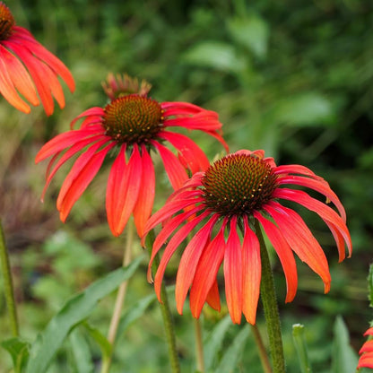 Echinacea Purpurea flower seeds