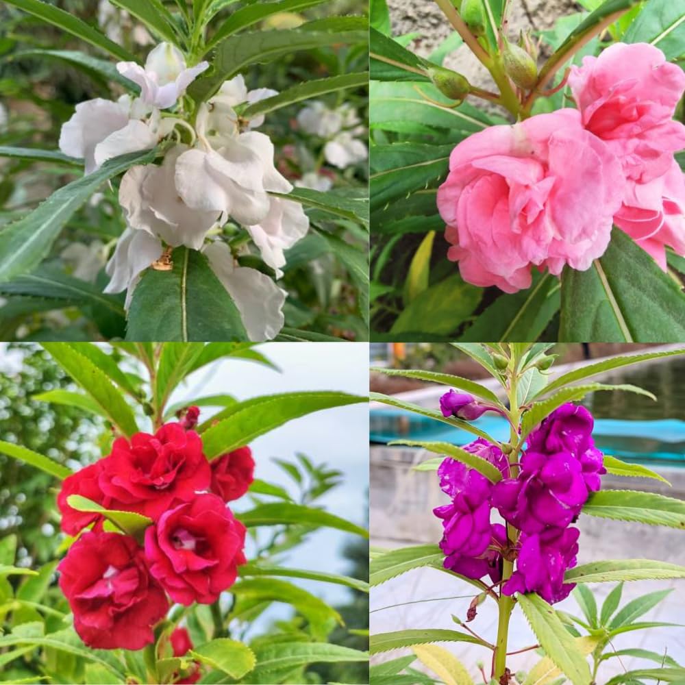 Pink Eveningscented flower seeds