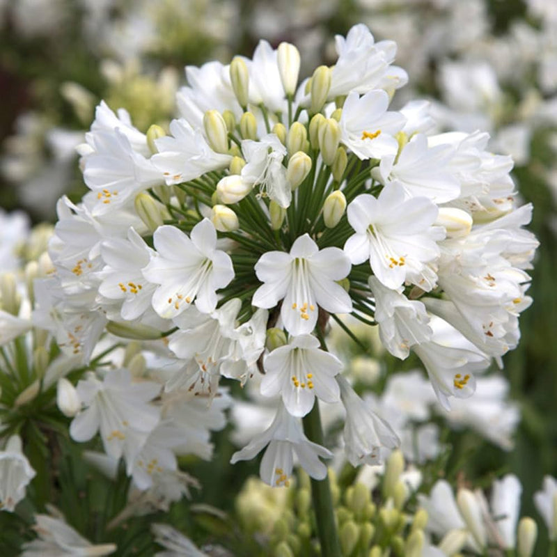 White Agapanthus Flower Seeds for Planting – Heirloom Lily of the Nile Seeds