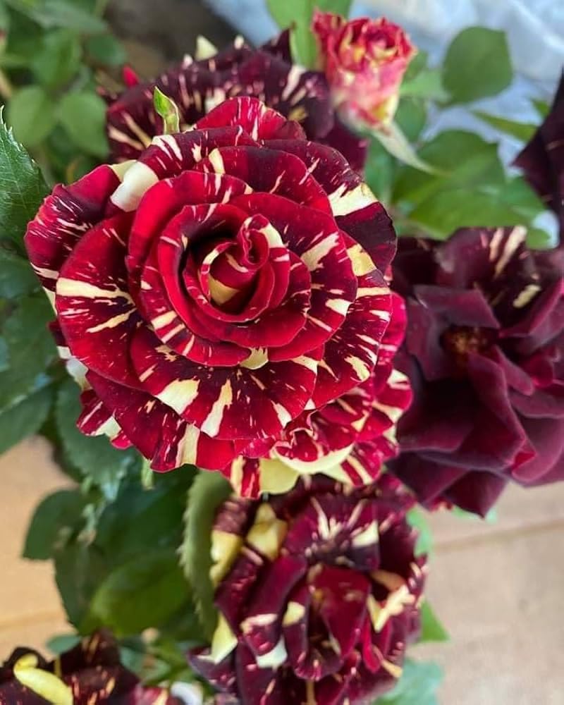 Rose flower seeds