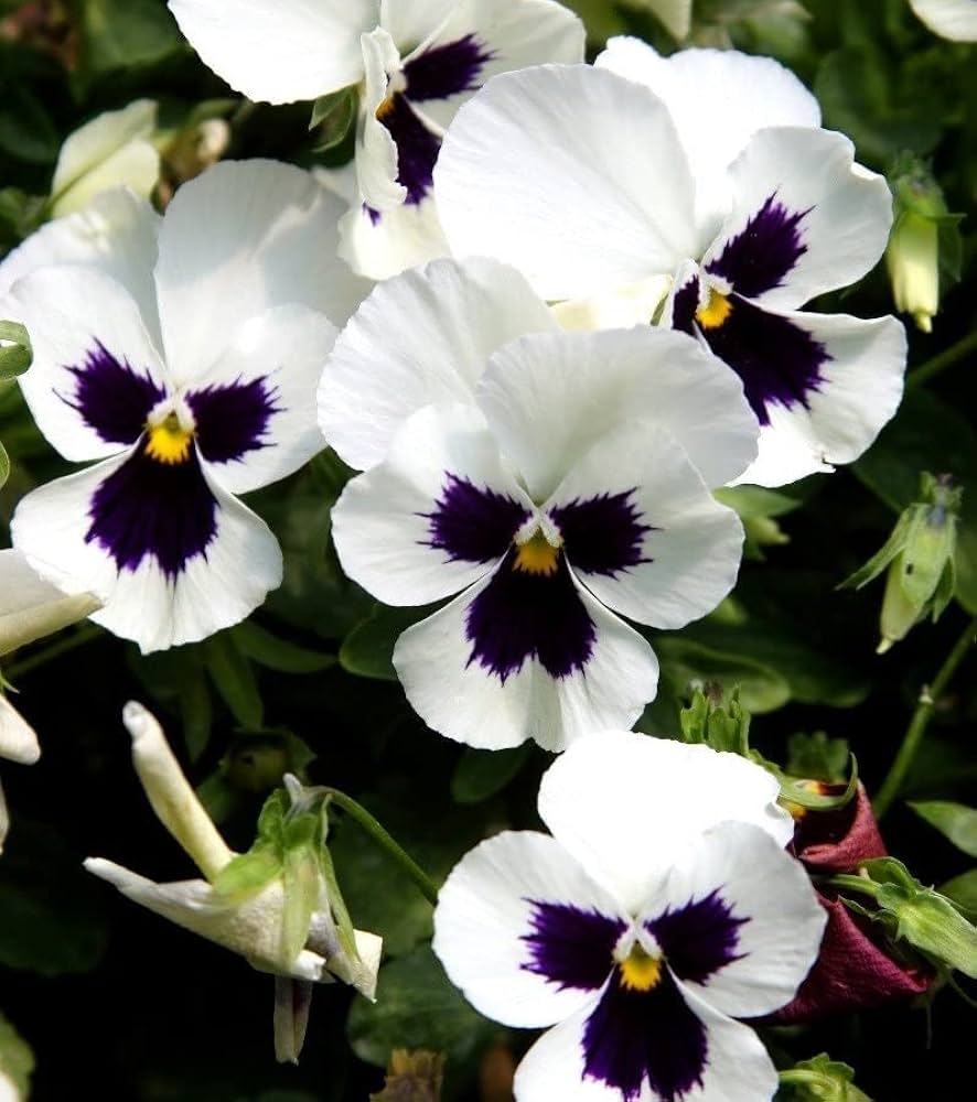 Viola Silverbride flower seeds