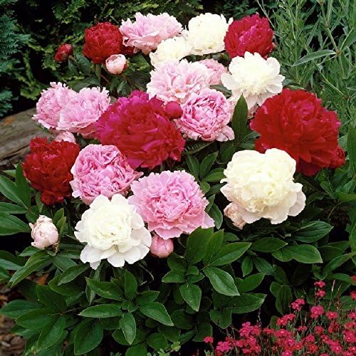 White Peony flower seeds