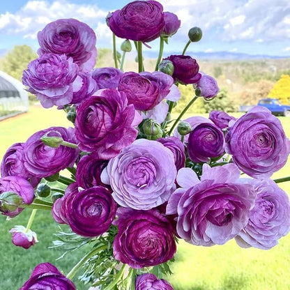 Violet Ranunculus Flower Seeds for Planting – Heirloom Non-GMO Garden Seeds