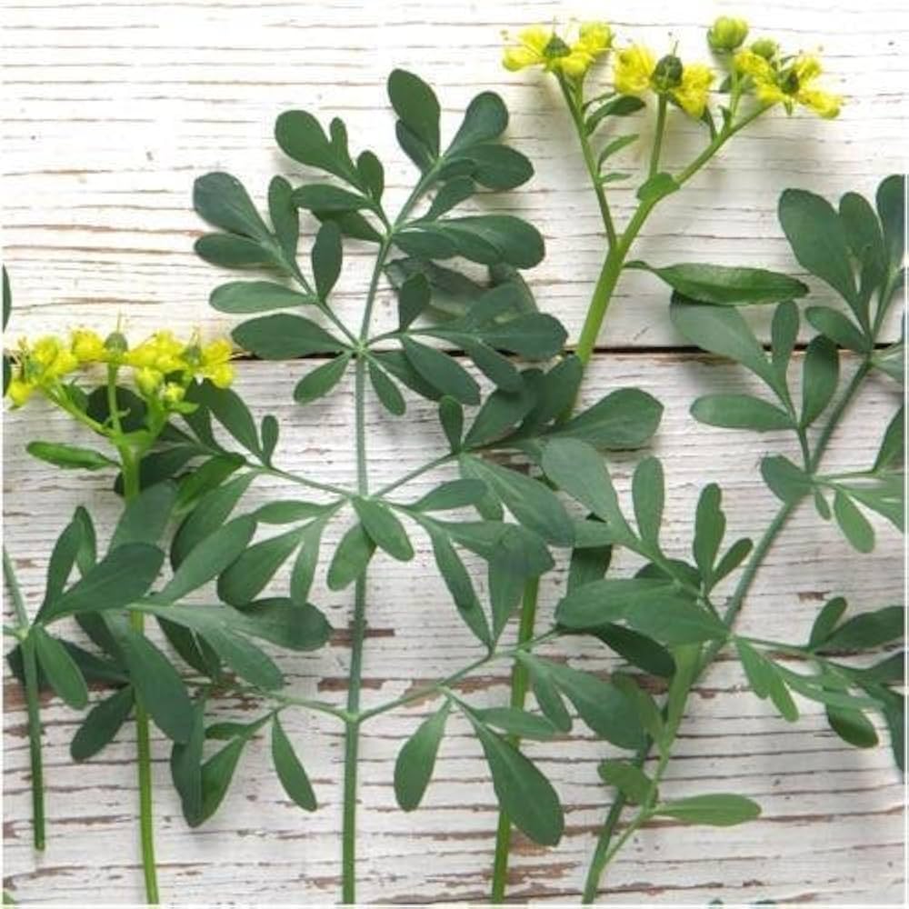 Semi Erbe flower seeds
