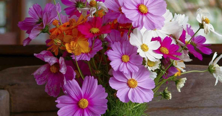 Cosmos Bipinnatus flower seeds