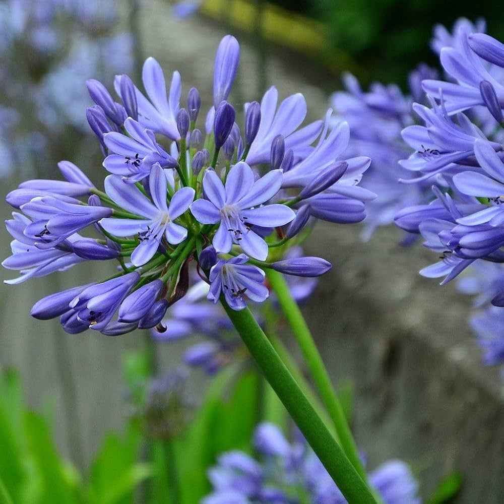 Agapanthus flower seeds